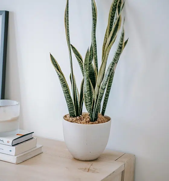 Al Barari Sustainable Home Remodeling